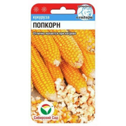 Кукуруза Попкорн (среднеранний, 250 гр) 10 шт Сиб сад Кукуруза Попкорн (среднеранний, 250 гр) 10 шт Сиб сад